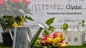  Presentation with light roses - Audience pleasing slide set consisting of tools watering can young sprout backdrop and a light gray colored foreground