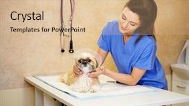  Presentation with veterinary - Slides with tooth extraction - veterinarian wearing plastic protective collar background and a lemonade colored foreground