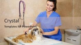  Presentation with veterinary - PPT theme featuring tooth extraction - veterinarien examining yorkshire terrier background and a soft green colored foreground