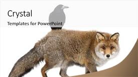  Presentation with rook - Audience pleasing slide deck consisting of top 15 - old red fox vulpes vulpes backdrop and a white colored foreground