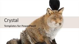  Presentation with rook - Cool new presentation with top 15 - old red fox vulpes vulpes backdrop and a coral colored foreground