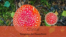  Presentation with russian forest - Presentation theme enhanced with top-down-view-of-amanita background and a red colored foreground