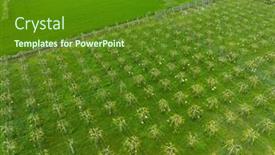  Presentation with dragon fruit - PPT theme enhanced with top-down-view-of-dragon background and a tawny brown colored foreground