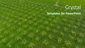  Presentation with dragon fruit - Presentation theme with top-down-view-of-dragon background and a tawny brown colored foreground