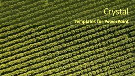  Presentation with fruit trees - Slide deck having top-down-view-of-orchards background and a tawny brown colored foreground