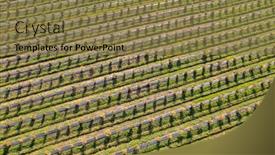  Presentation with fruit trees - Slide set with top-down-view-of-orchards background and a  colored foreground