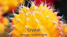  Presentation with succulents - PPT layouts featuring top grafting decorative succulents background and a gold colored foreground