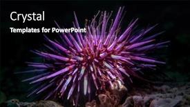  Presentation with true beauty - Presentation theme consisting of top-lighting-of-a-common background and a black colored foreground