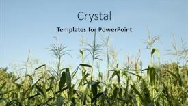  Presentation with corn - Beautiful presentation theme featuring top-of-corn-plants backdrop and a light blue colored foreground