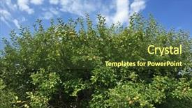  Presentation with fruit tree - PPT theme with top part of homegrown organic apple tree with many fruit against blue sky during autumn in austria europe background and a tawny brown colored foreground