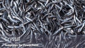  Presentation with fishes - Slides featuring top-view-background-full-frame background and a dark gray colored foreground