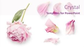  Presentation with peony - Presentation theme featuring top-view-of-a-beautiful background and a  colored foreground