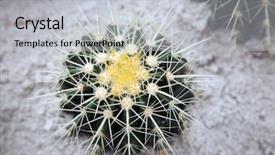  Presentation with cactus - Beautiful PPT theme featuring top view of a cactus backdrop and a light gray colored foreground