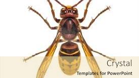  Presentation with hornet - Colorful PPT layouts enhanced with top-view-of-a-hornet backdrop and a blonde colored foreground