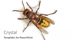  Presentation with hornet - Slide deck enhanced with top-view-of-a-hornet background and a white colored foreground