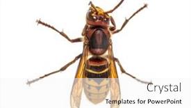  Presentation with hornet - Presentation design featuring top-view-of-a-hornet background and a white colored foreground