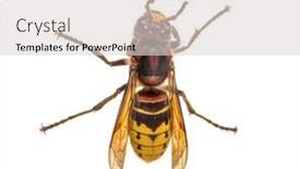  Presentation with hornet - Theme enhanced with top-view-of-a-hornet background and a light gray colored foreground