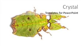  Presentation with insect - PPT theme with top-view-of-a-leaf background and a white colored foreground