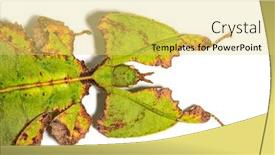 Presentation with insect - Theme featuring top-view-of-a-leaf background and a yellow colored foreground