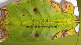  Presentation with insect - Slide deck having top-view-of-a-leaf background and a gold colored foreground