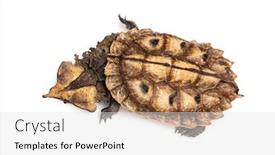  Presentation with turtle - Slides enhanced with top-view-of-a-mata background and a light gray colored foreground