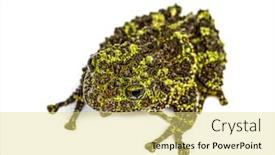  Presentation with frog - Slide set having top-view-of-a-mossy background and a yellow colored foreground
