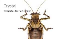  Presentation with cricket - Slide set featuring top-view-of-a-soldier background and a white colored foreground