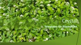  Presentation with garlic - PPT layouts enhanced with top-view-of-a-wild background and a tawny brown colored foreground