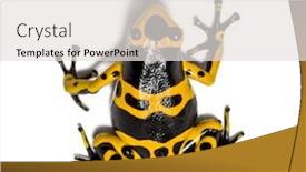  Presentation with poison - Slide set with top view of a yellow-banded poison dart frog dendrobates leucomelas isolated background and a light gray colored foreground