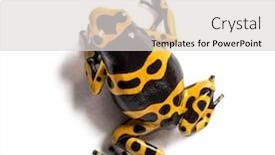  Presentation with poison - Colorful presentation theme enhanced with poisonous animals - top view of a yellow-banded backdrop and a light gray colored foreground