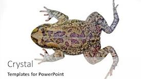  Presentation with olive - Slides having top-view-of-an-african background and a white colored foreground