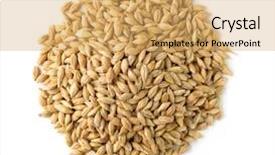  Presentation with grains - Slides enhanced with top view of barley grains background and a yellow colored foreground