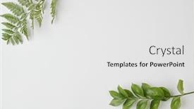  Presentation with fern - Slide deck consisting of top-view-of-branch background and a white colored foreground