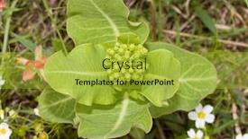  Presentation with monarch butterfly - Presentation design featuring top-view-of-broadleaf-milkweed background and a yellow colored foreground