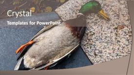 Presentation with dirty water - Colorful presentation design enhanced with top-view-of-dead-mallard backdrop and a gray colored foreground