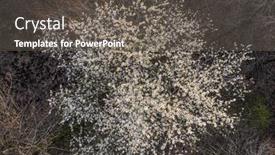  Presentation with spring tree - Slide deck with top-view-of-deciduous-tree background and a gray colored foreground