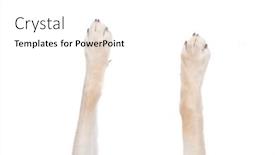  Presentation with dog - Presentation theme consisting of top-view-of-dog-legs background and a white colored foreground