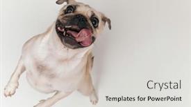  Presentation with dog - Slides enhanced with top-view-of-enthusiastic-pug background and a light gray colored foreground