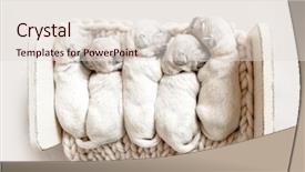  Presentation with golden light - PPT layouts enhanced with top view of five cute background and a lemonade colored foreground