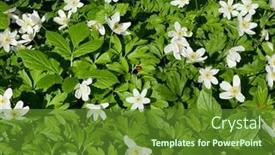  Presentation with ladybug - PPT layouts with top-view-of-fresh-blooming background and a  colored foreground