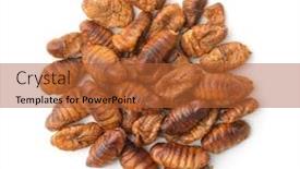  Presentation with chrysalis - Slide set having top-view-of-fried-chrysalis background and a red colored foreground