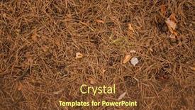  Presentation with needles - Audience pleasing theme consisting of top-view-of-pine-cones backdrop and a tawny brown colored foreground
