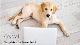  Presentation with top view of amazon river - Colorful presentation theme enhanced with top-view-on-nice-dog backdrop and a white colored foreground