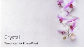  Presentation with orchid - Amazing presentation having top-view-white-branch-orchid backdrop and a white colored foreground