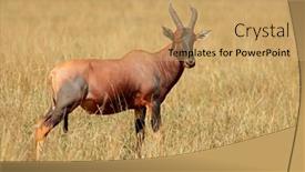  Presentation with kenya - Slide deck having topi-antelope-damaliscus-korrigum background and a yellow colored foreground