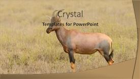  Presentation with national - Beautiful theme featuring topi-damaliscus-lunatus-jimela backdrop and a coral colored foreground