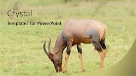  Presentation with name - Beautiful PPT theme featuring topi-scientific-name-damaliscus-lunatus backdrop and a mint green colored foreground