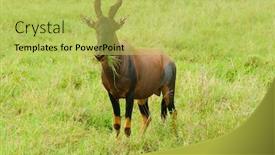  Presentation with scientific - Audience pleasing PPT theme consisting of topi-scientific-name-damaliscus-lunatus backdrop and a yellow colored foreground