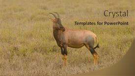  Presentation with name - Slide set enhanced with topi-scientific-name-damaliscus-lunatus background and a coral colored foreground