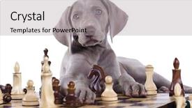  Presentation with chess - Cool new presentation theme with topic - weimaraner puppy plays chess backdrop and a light gray colored foreground